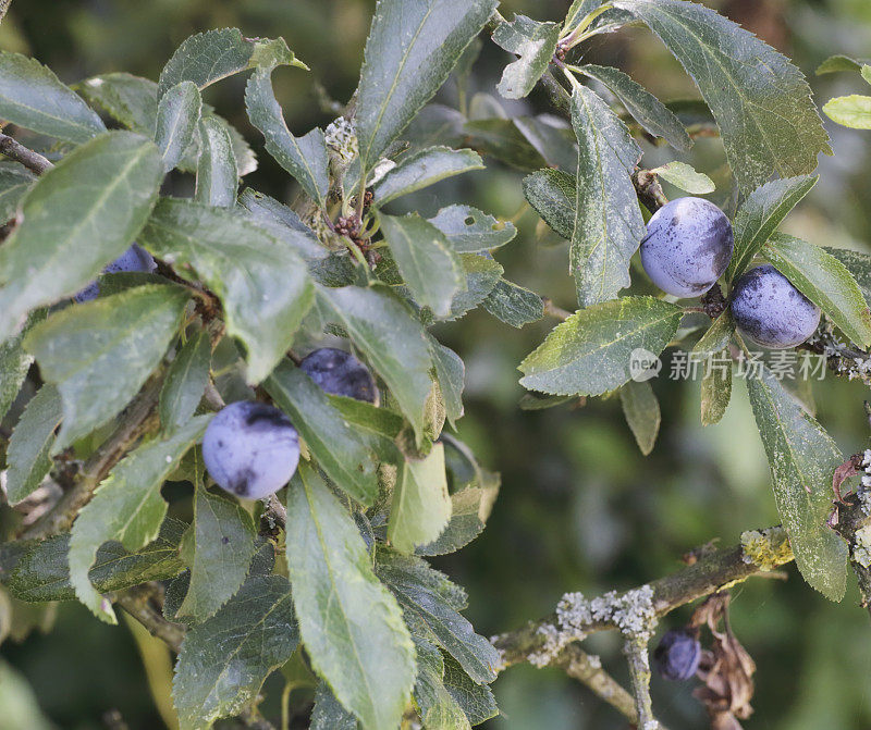 黑刺李、黑刺李 (Prunus spinosa) 果实